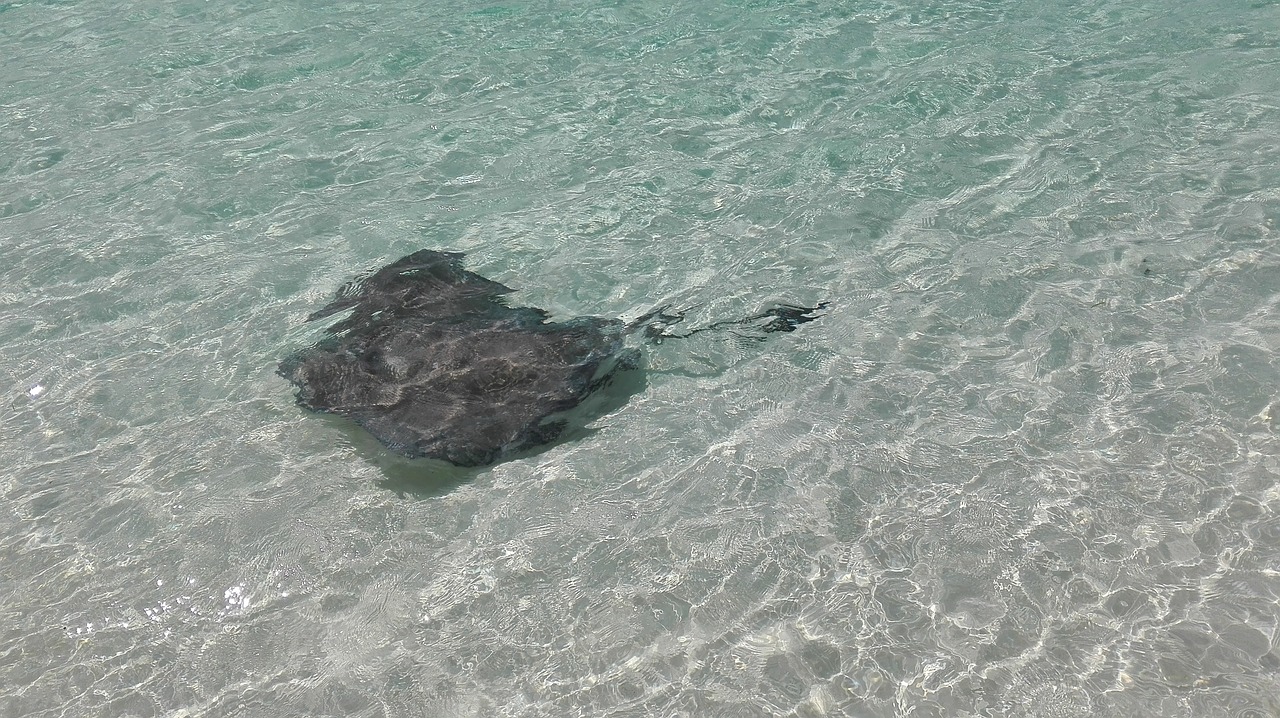 stingray sea nature free photo