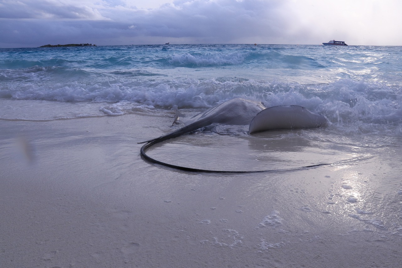 stingray  fish  beach free photo