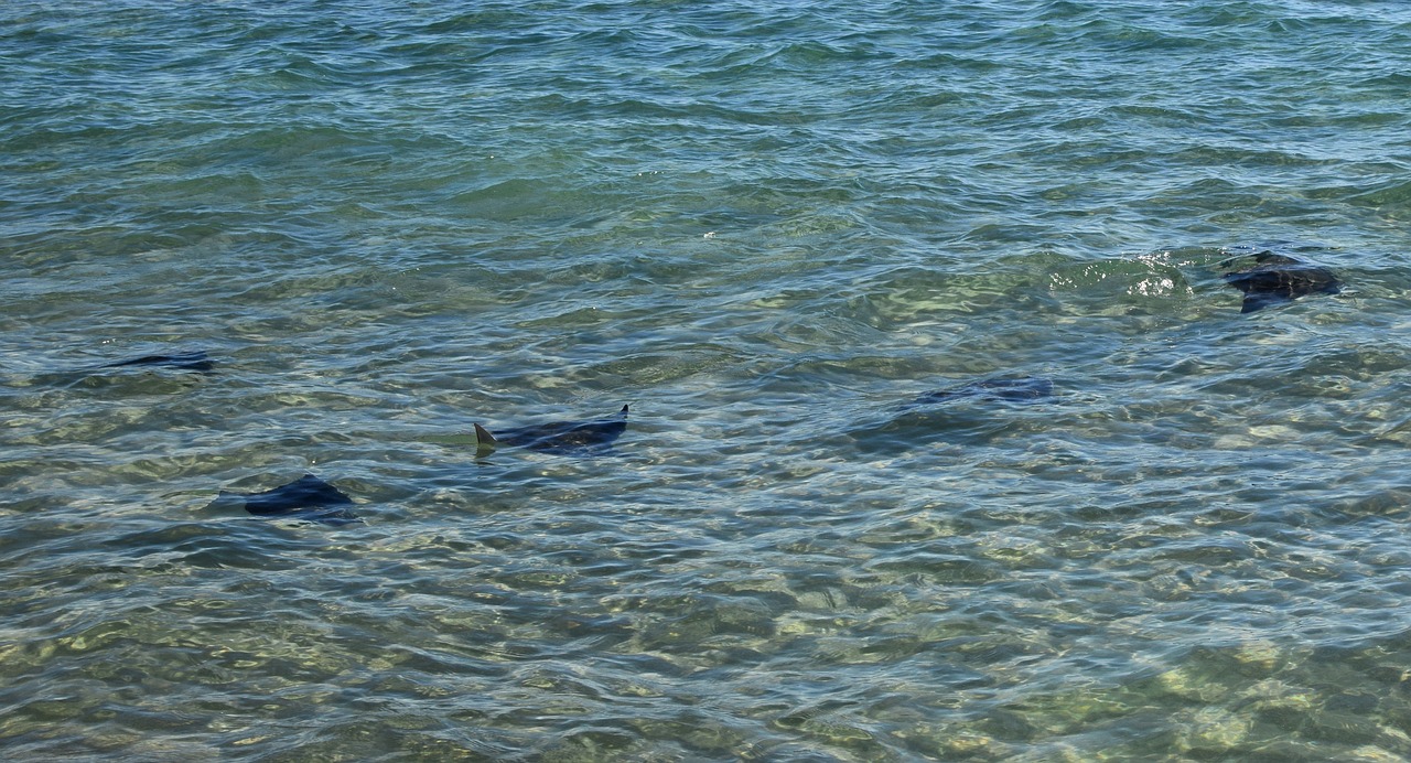 stingrays in the surf stingray fish free photo