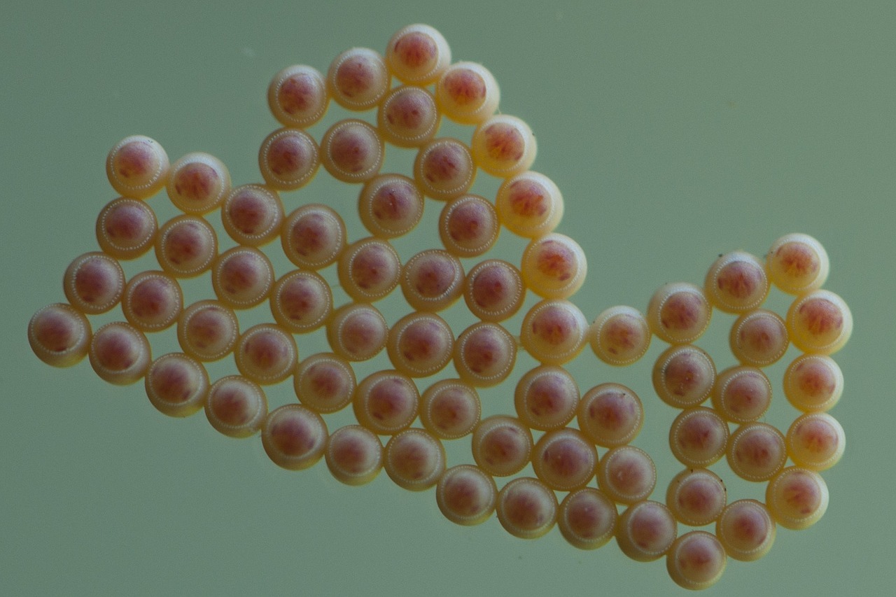 stink bug eggs insect free photo