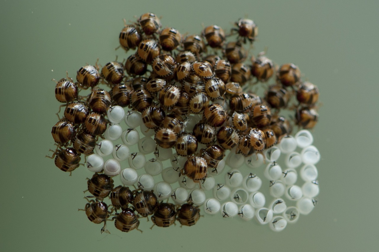 stink bug eggs hatched free photo