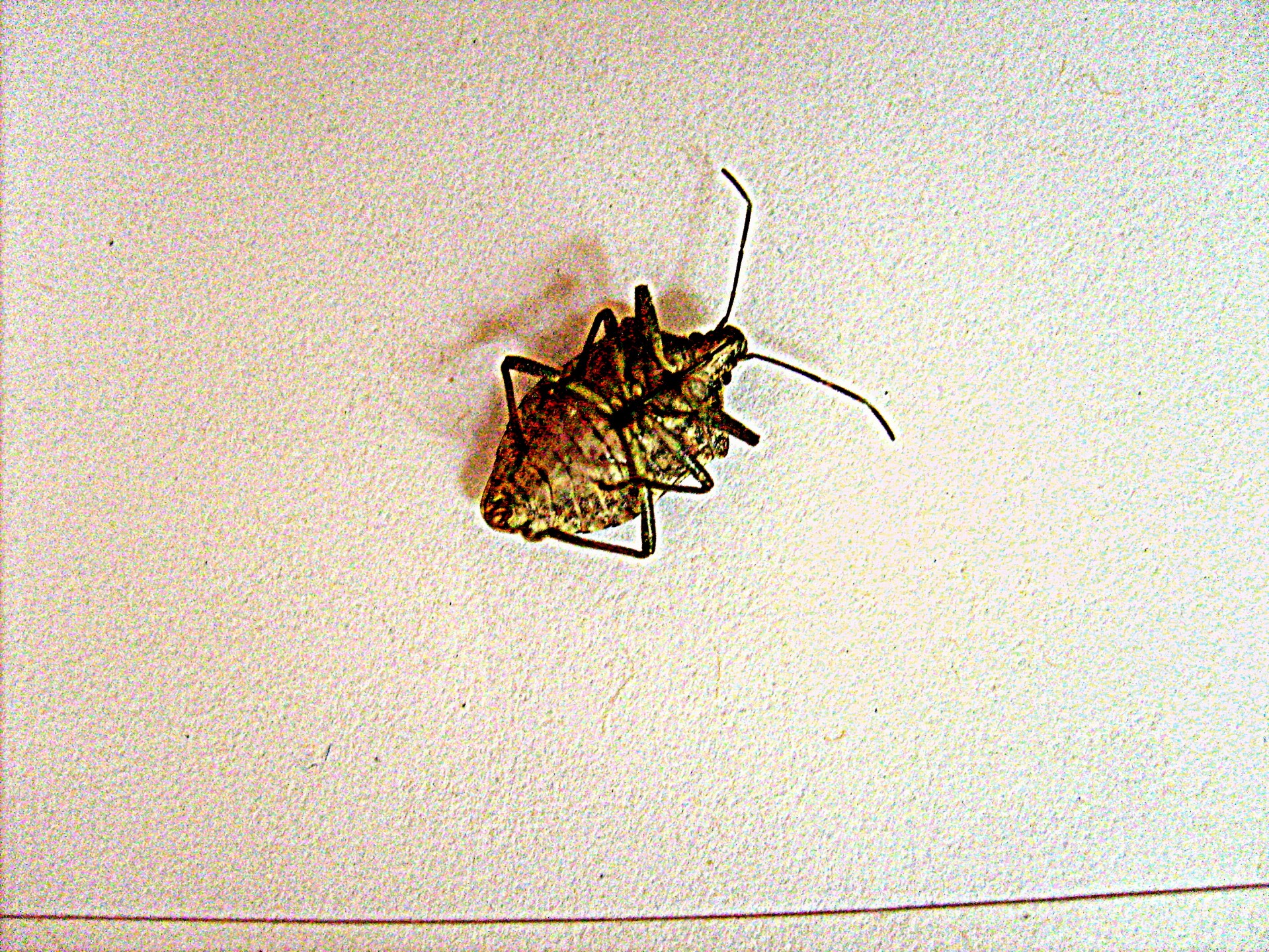 stink bug bug insect free photo