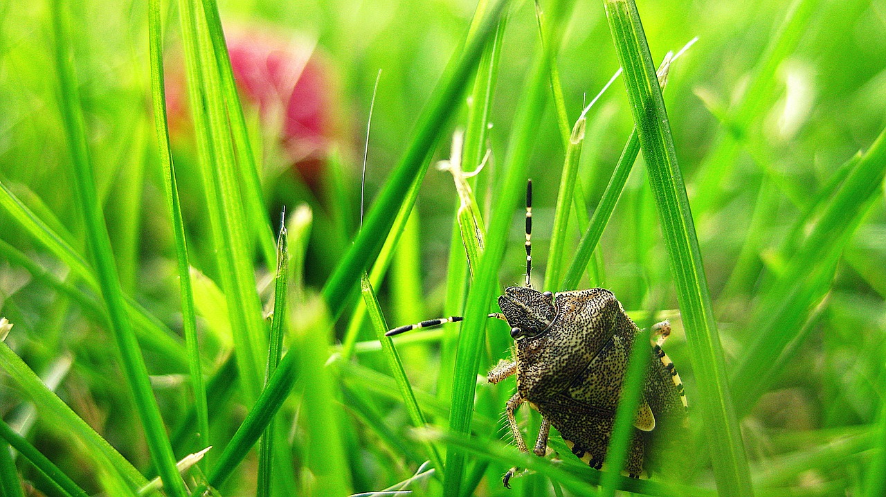 stink bug bug grass free photo