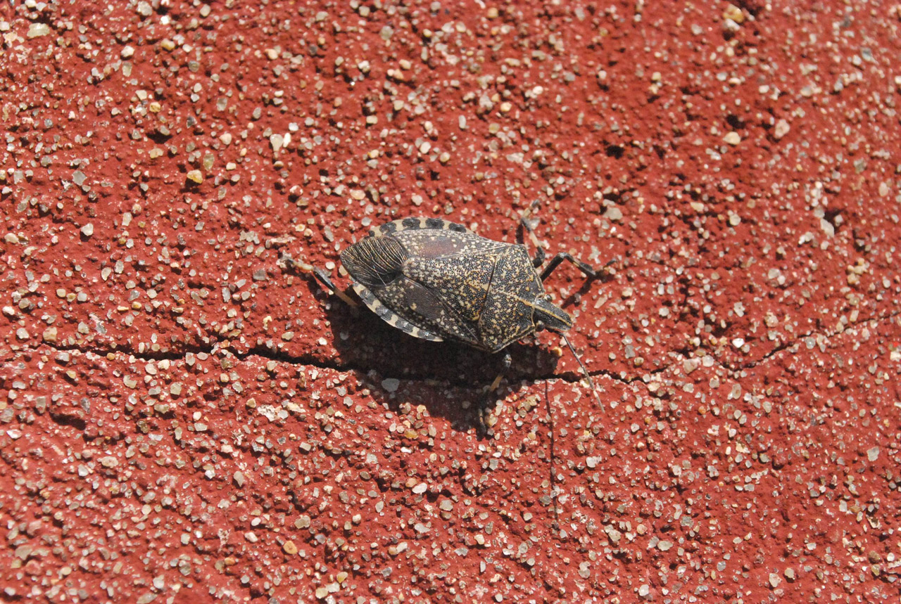 stink bug insect free photo
