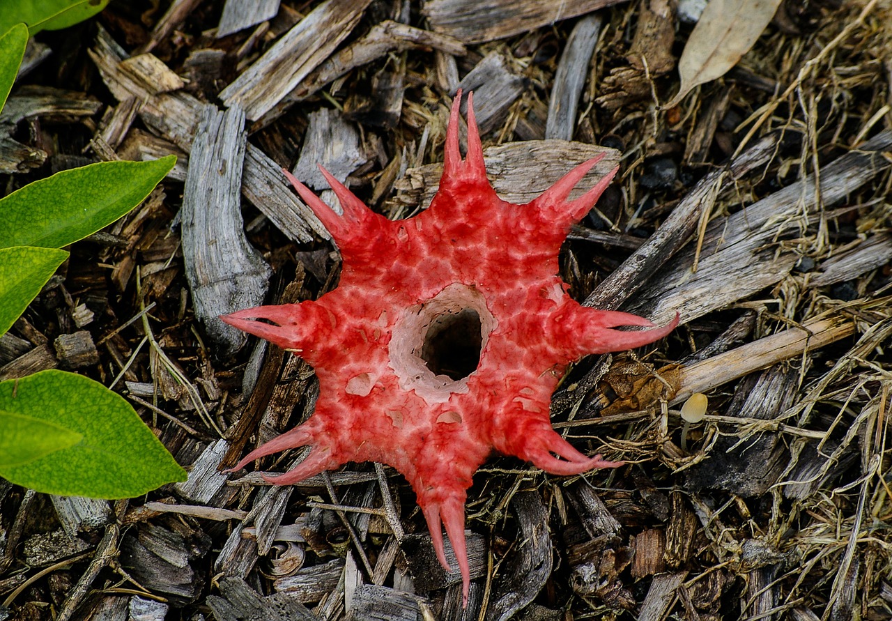 stink horn fungus brown free photo