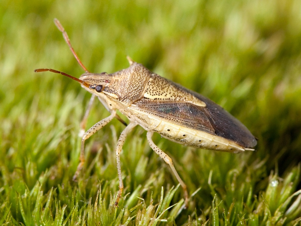 stinkbug but rice stinkbug free photo