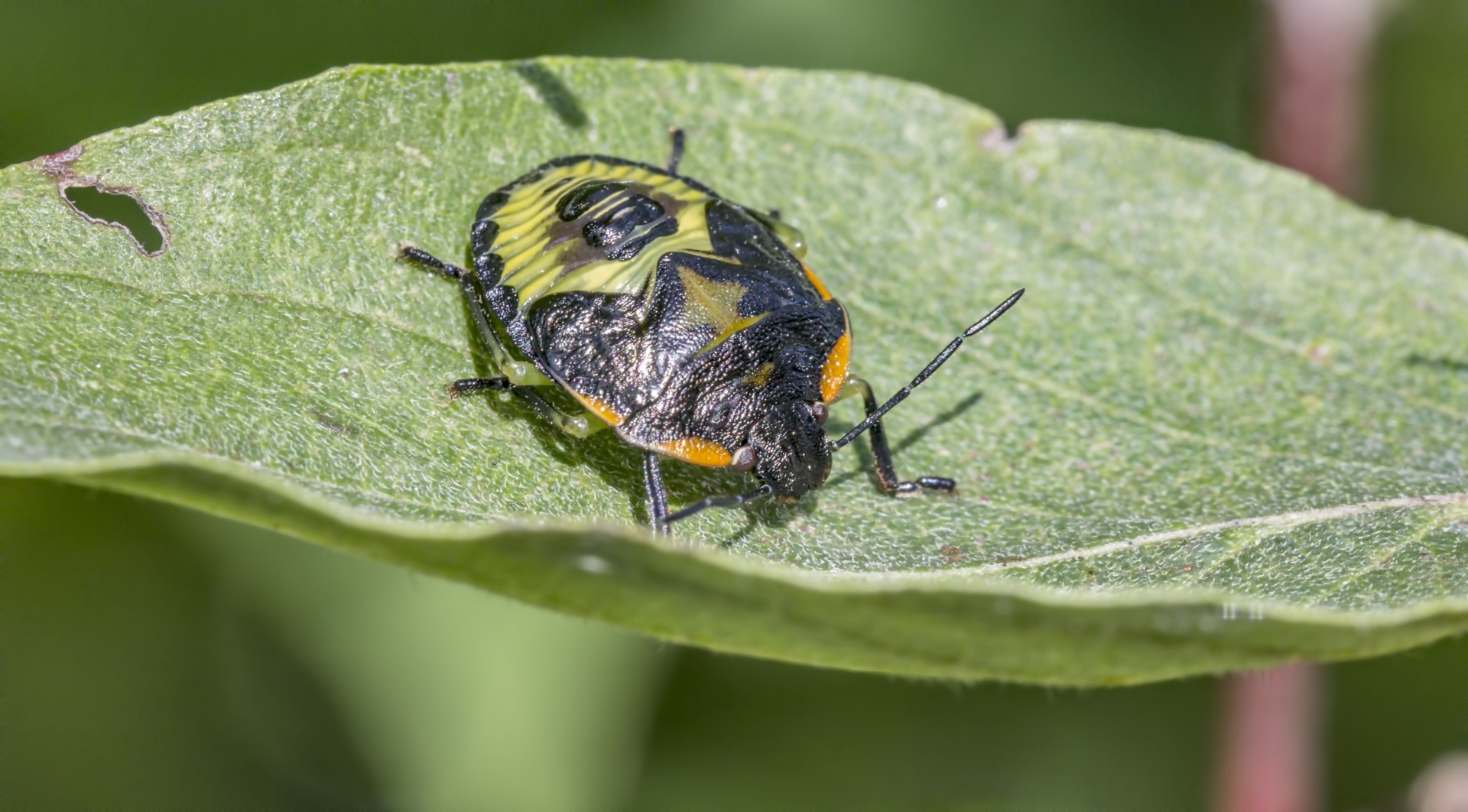 chinavia halaris stinkbug insect free photo