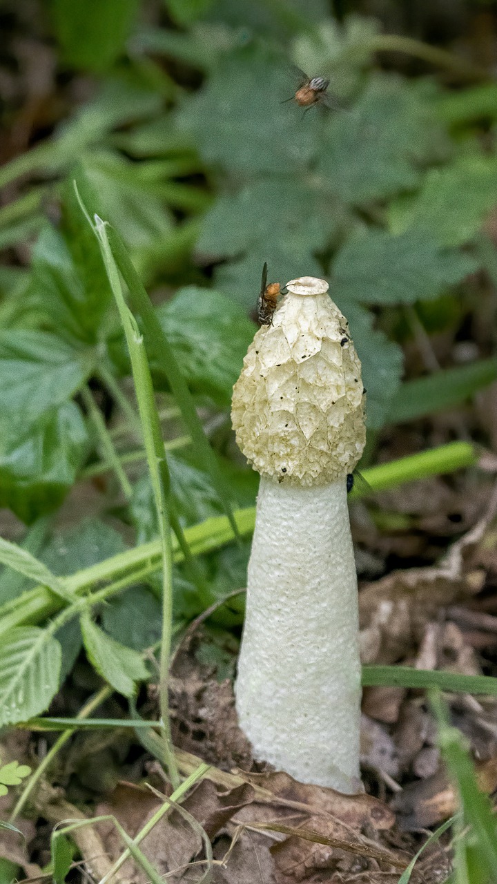 stinkhorn fungus  mushroom  toadstool free photo