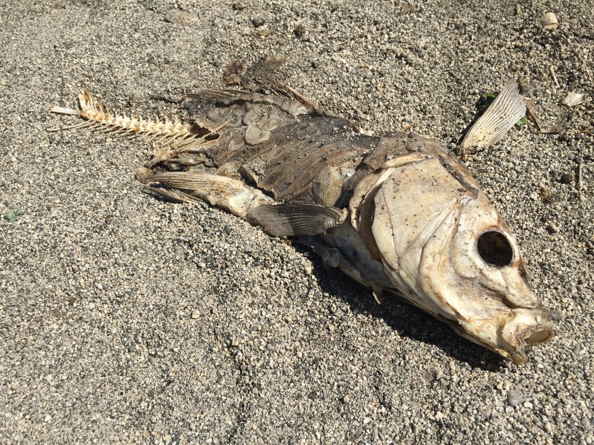 dead fish rotting carcass beach free photo