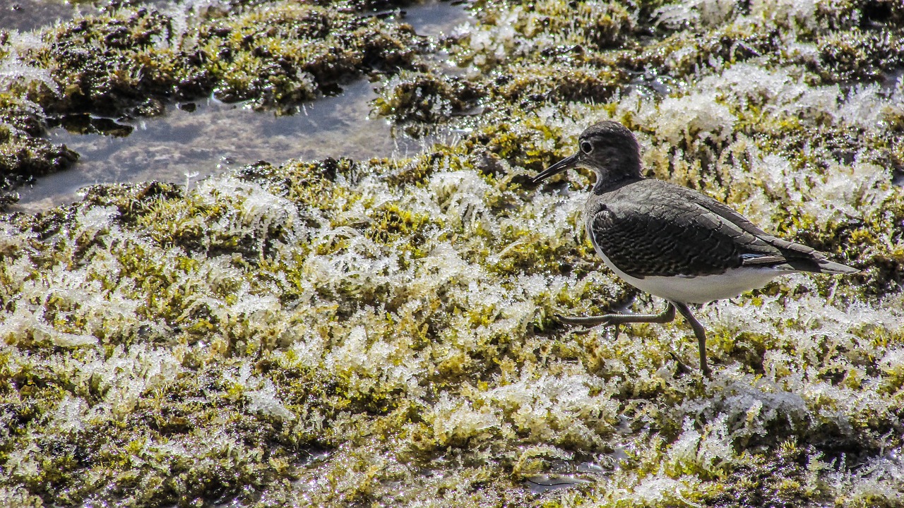 stint seabird migratory free photo