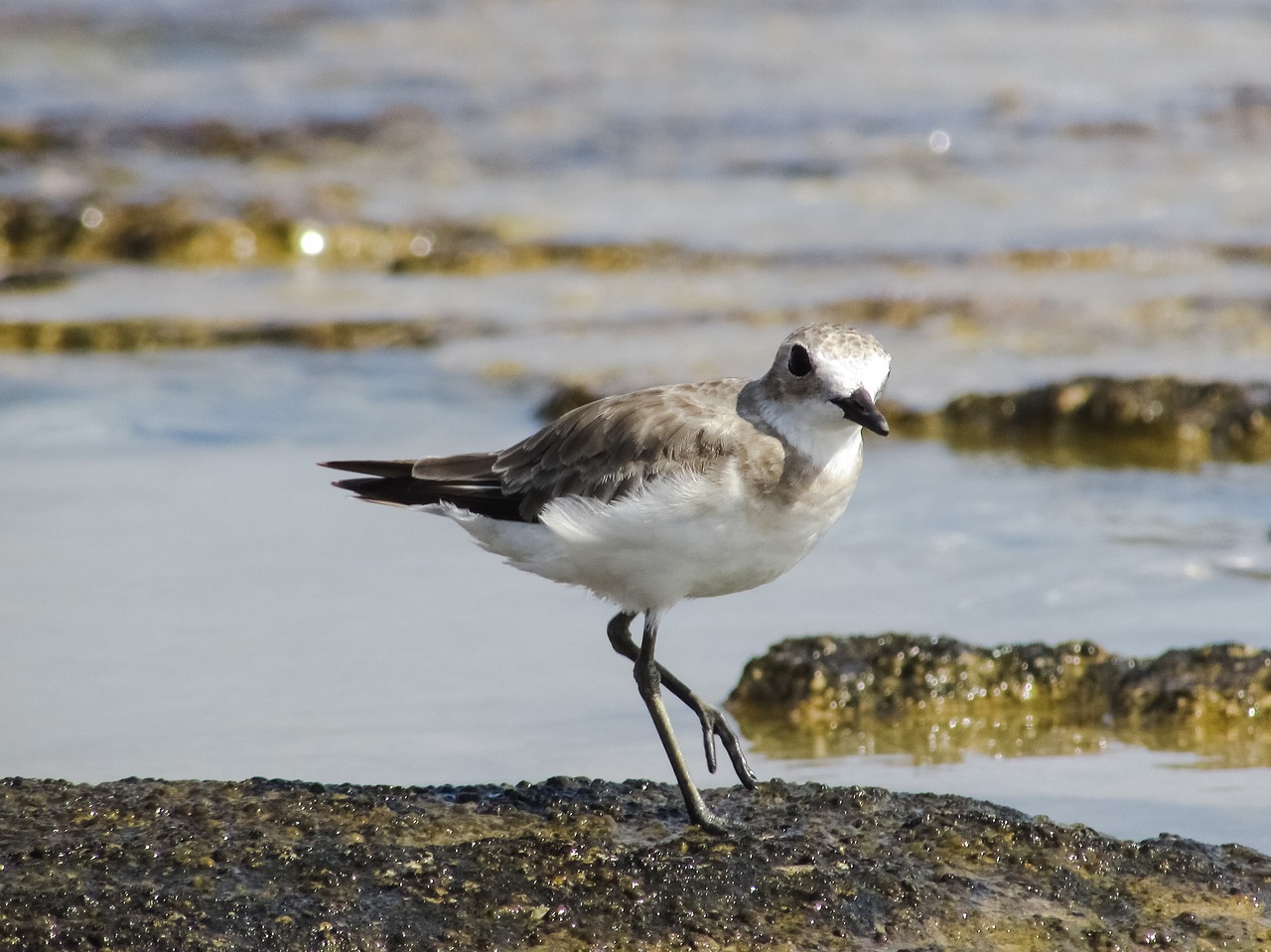 stint grey seabird free photo