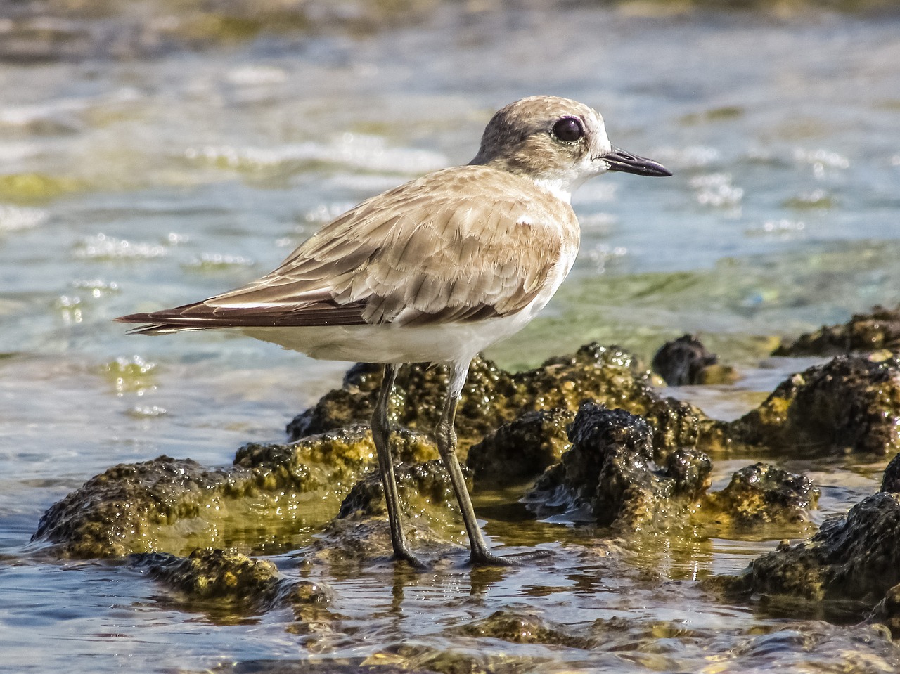 stint grey seabird free photo