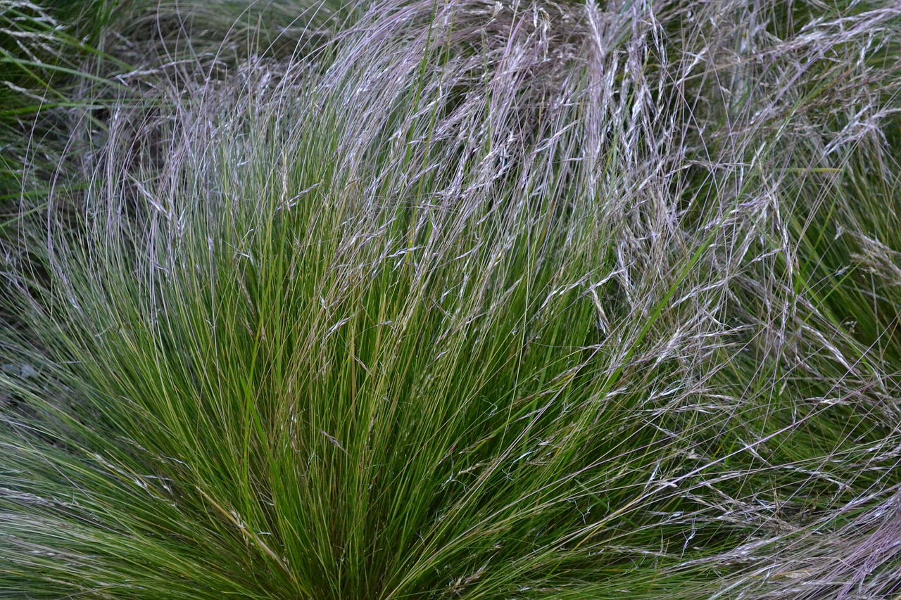 stipa speciosa coiron grass free photo