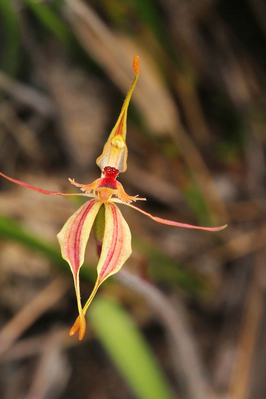 stirling ranges  crab-lipped orchid  orchids free photo