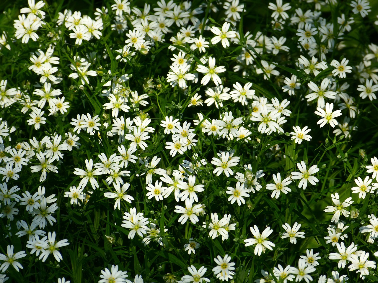 stitchwort flowers white free photo