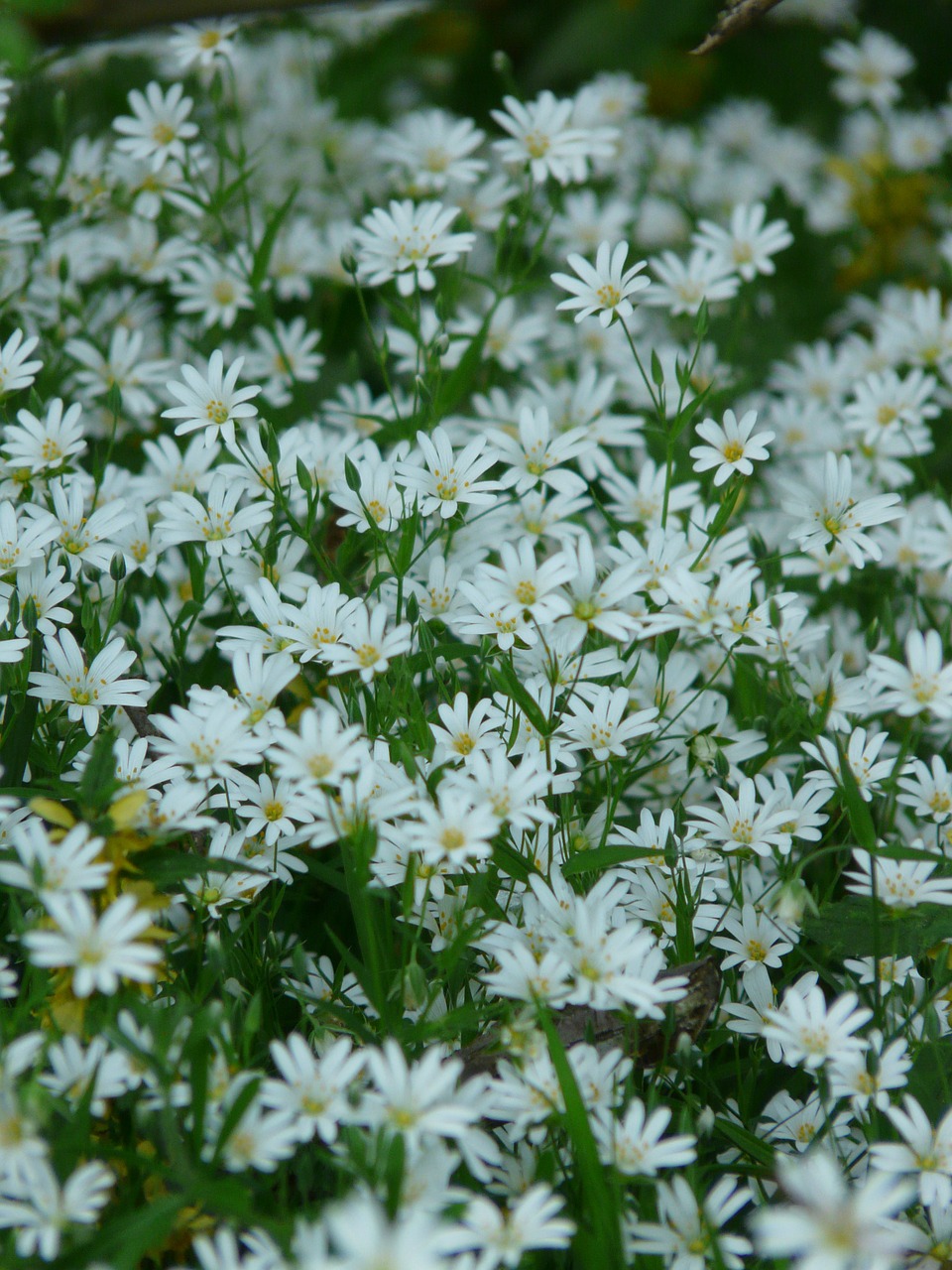 stitchwort,chickweed,carnation family,plant,flower,bloom,white,flora,spring,wild flower,pointed flower,free pictures, free photos, free images, royalty free, free illustrations, public domain
