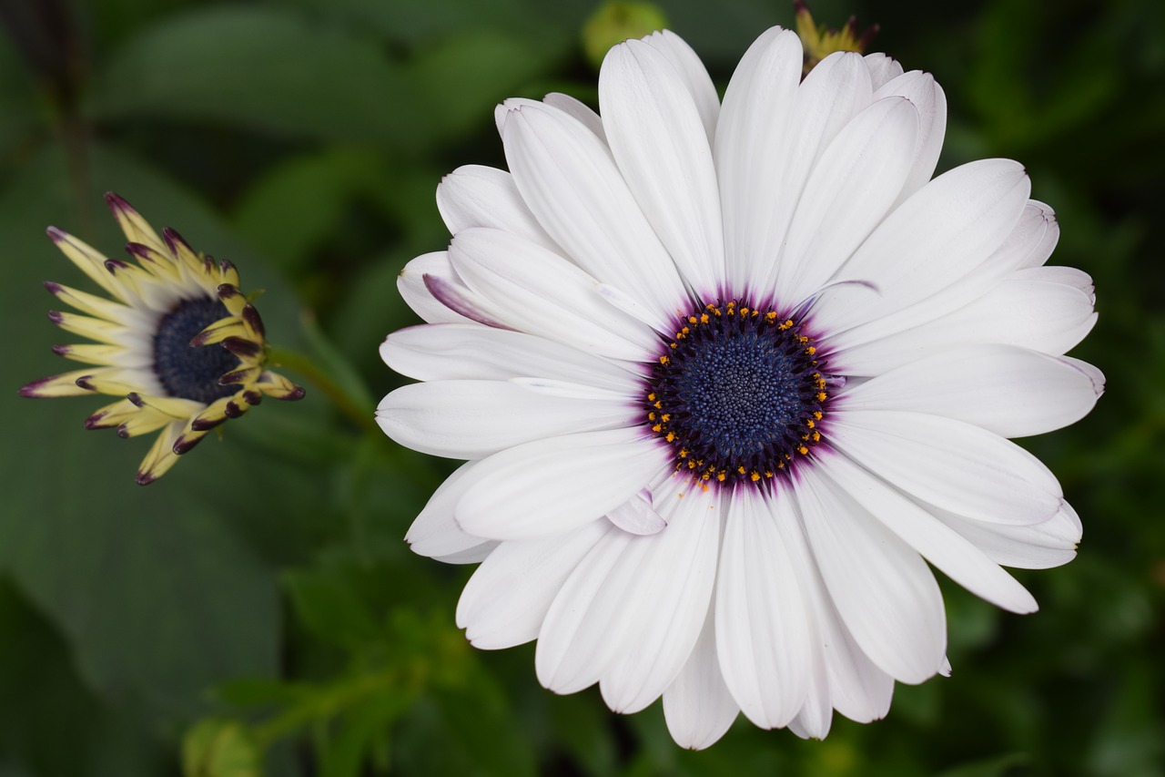 stjärnöga flower garden free photo