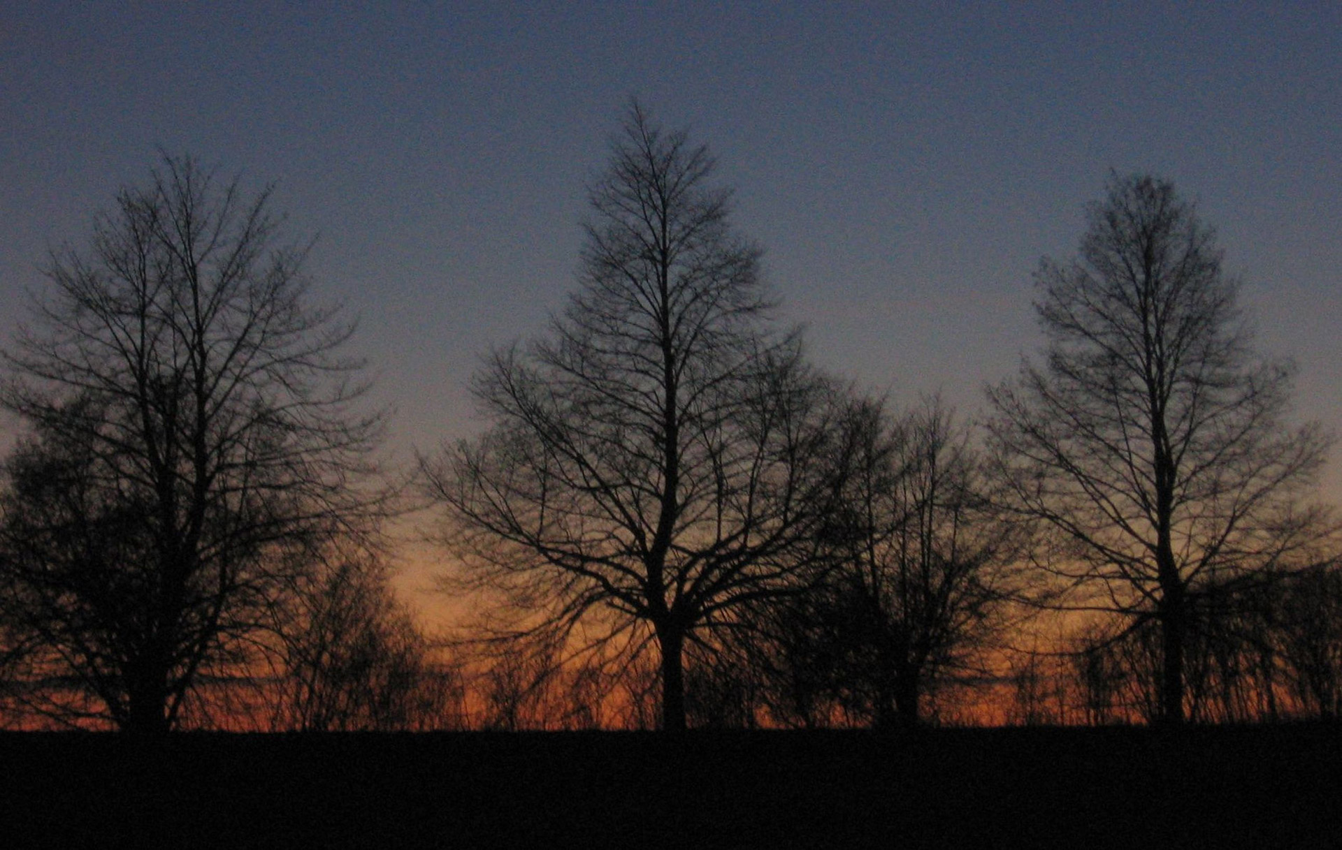 night trees nightfall free photo