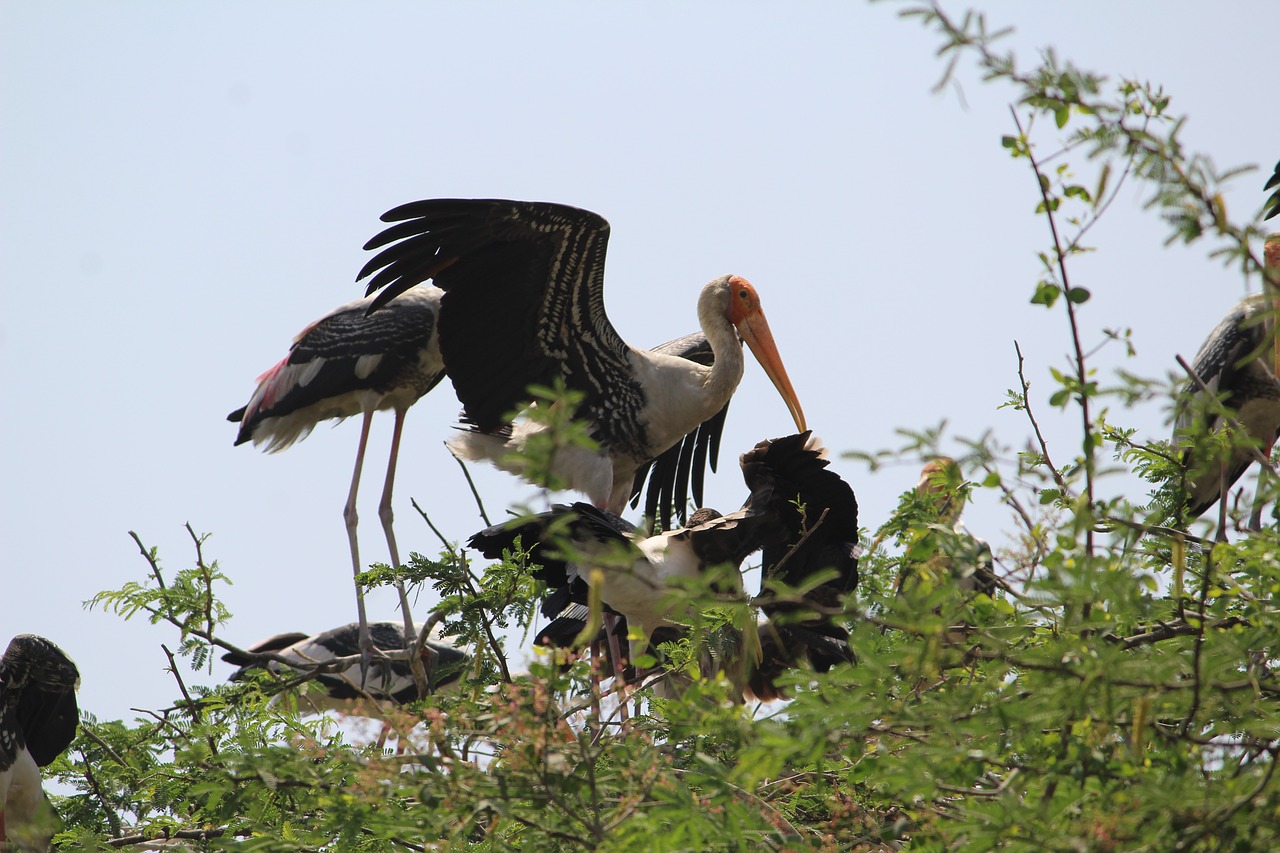 stock bird wildlife free photo