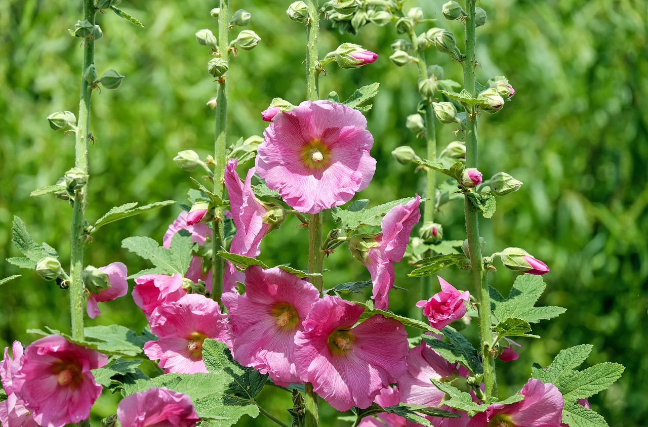 stock rose mallow flower free photo