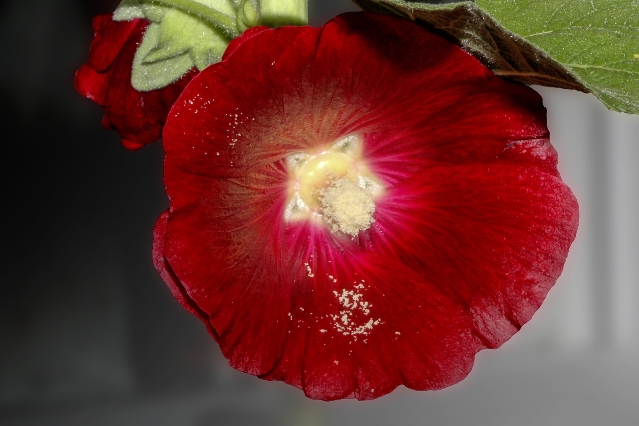 stock rose hollyhock alcea rosea free photo