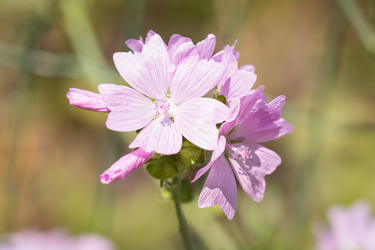 stock rose pink flower free photo