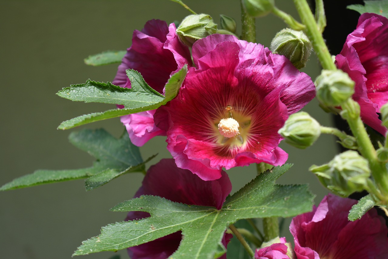 stock rose blossom bloom free photo