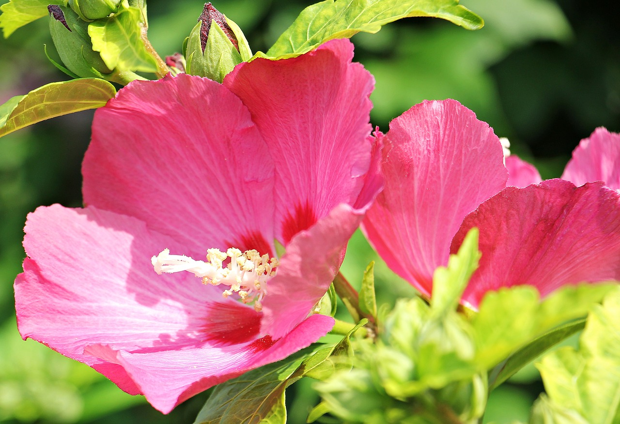 stock rose hollyhock garden poplar rose free photo