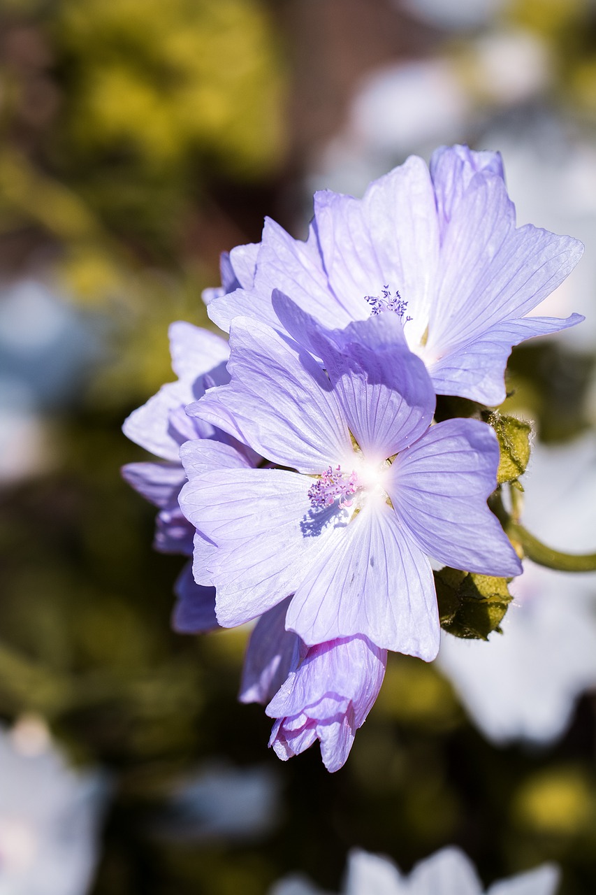 stock rose blue blue stockrose free photo