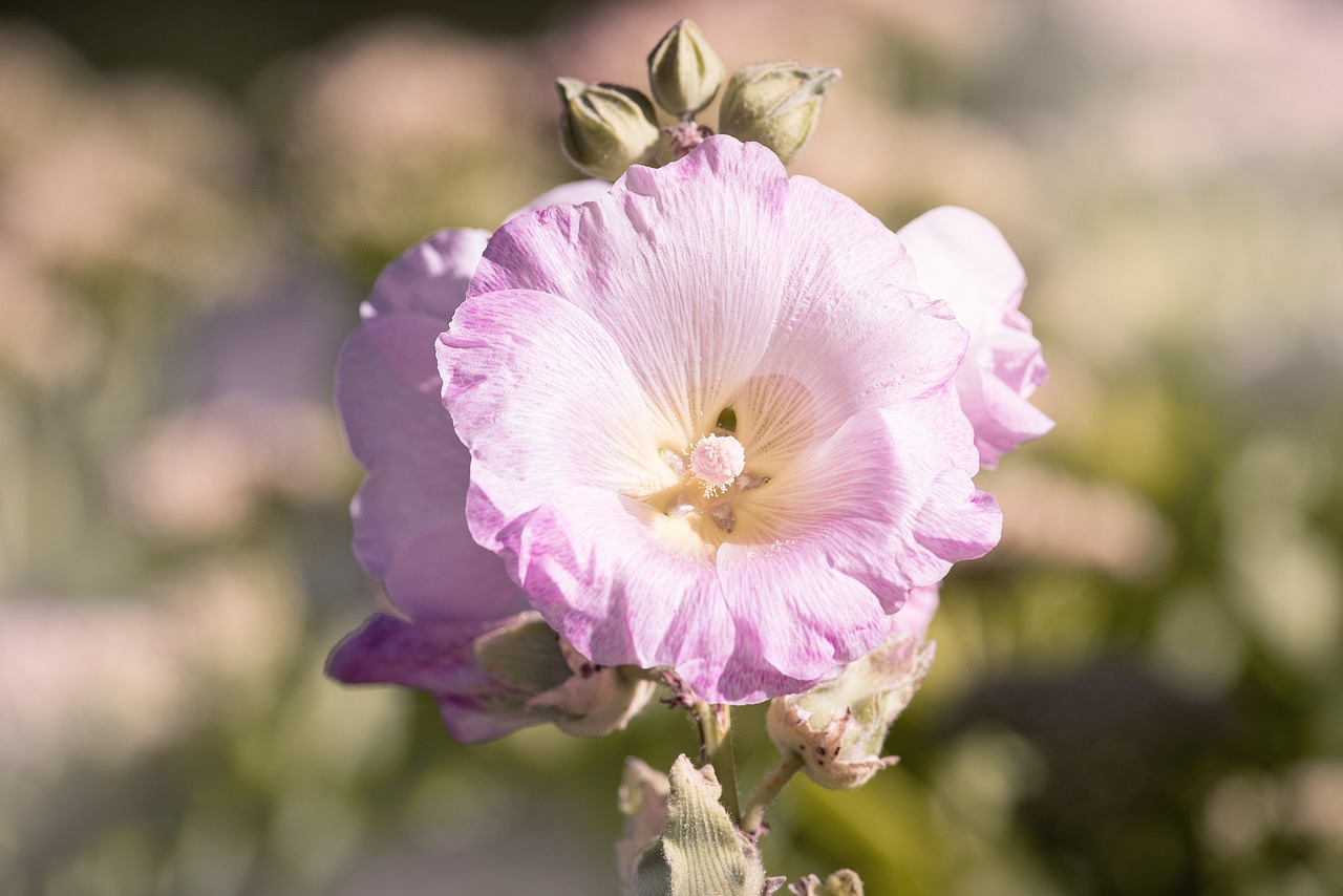 stock rose pink pink hollyhock free photo