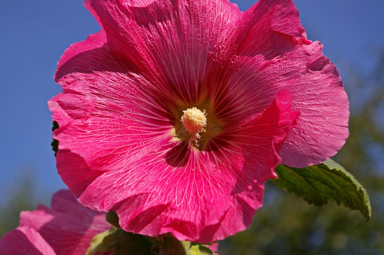 stock rose cottage garden garden free photo