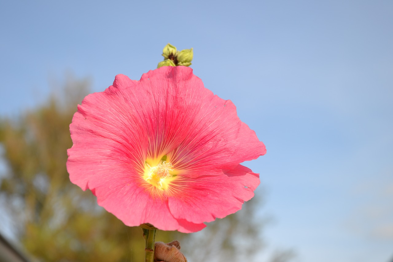 stock rose blossom bloom free photo