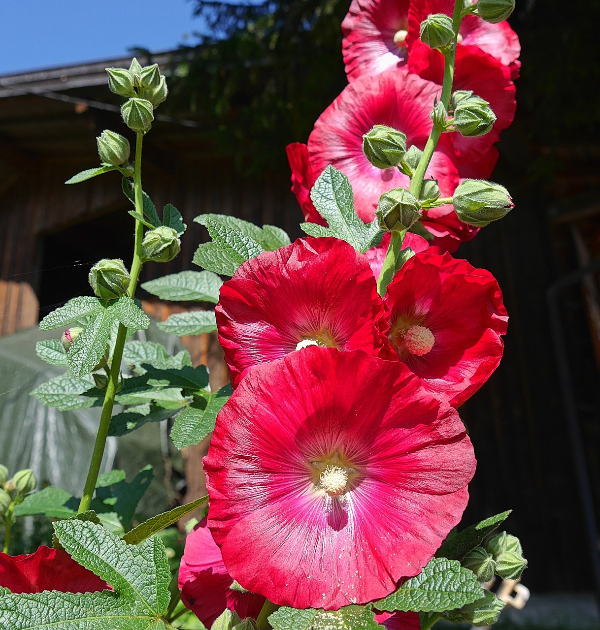 stock rose flower red free photo