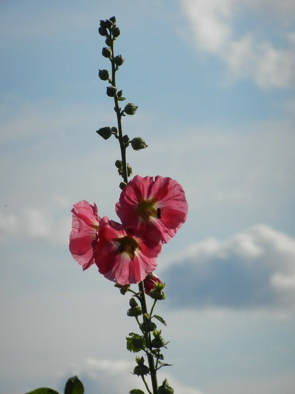 stock rose sky clouds free photo