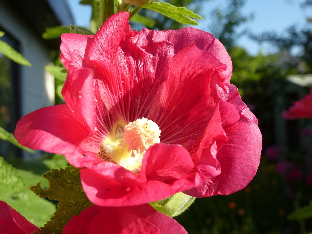 stock rose flowers summer free photo