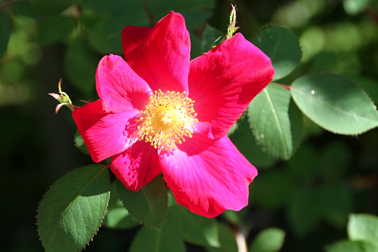 stock rose red blossom free photo