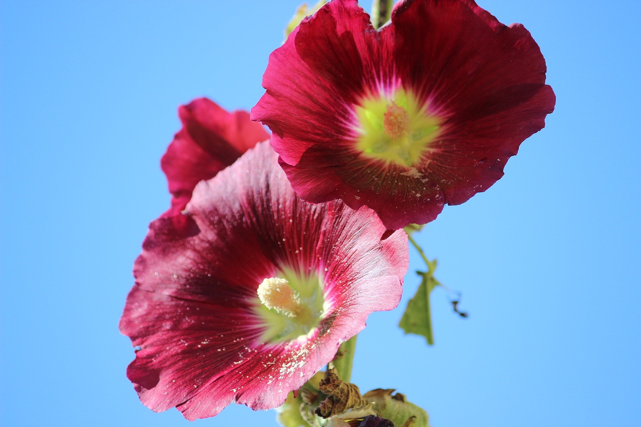 stock rose blossom bloom free photo