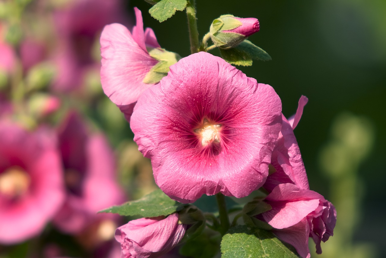 stock rose  flower  nature free photo