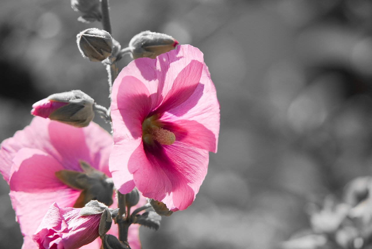 stock rose  flower  plant free photo