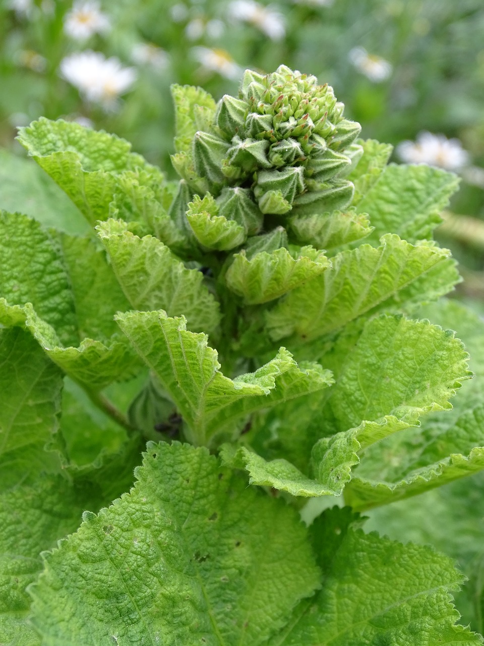 stock rose  hollyhock  bud free photo