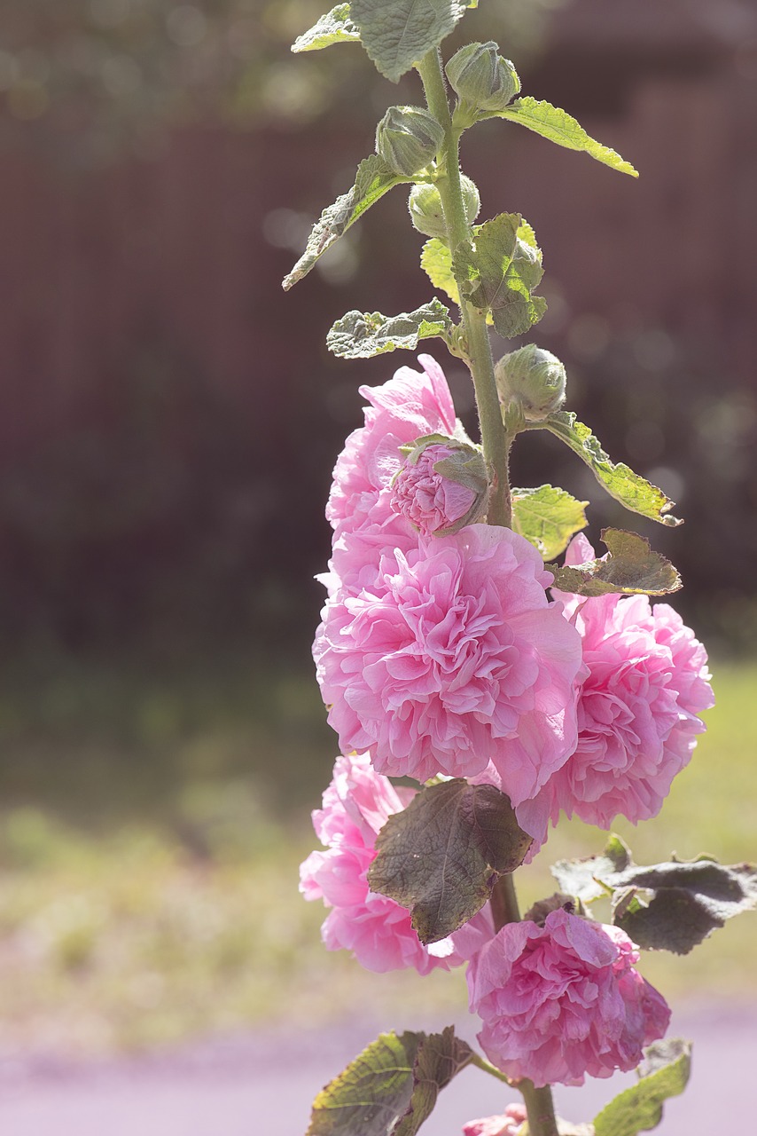 stock rose  pink  pink hollyhock free photo