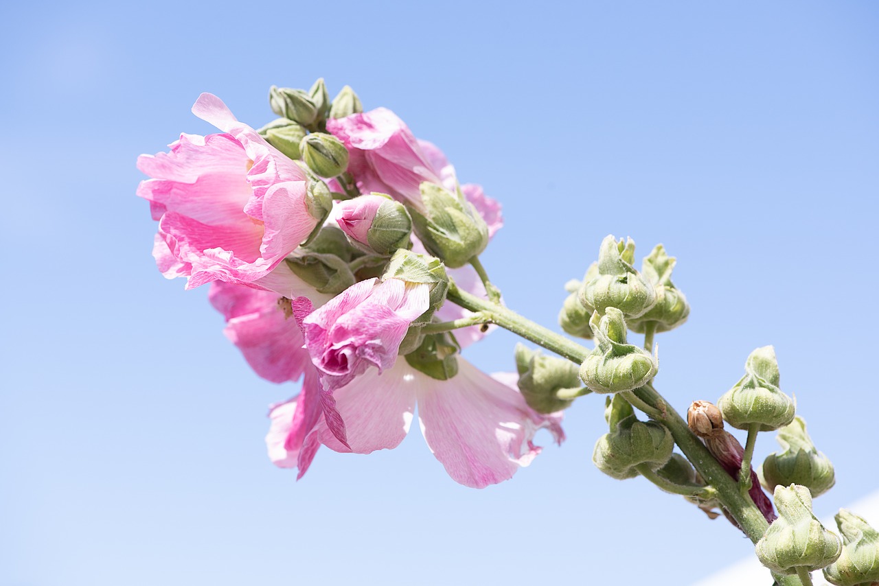 stock rose  pink  pink hollyhock free photo