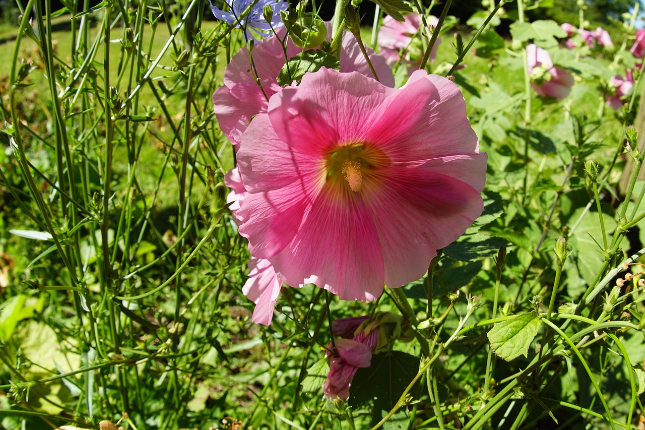 stock rose  blossom  bloom free photo