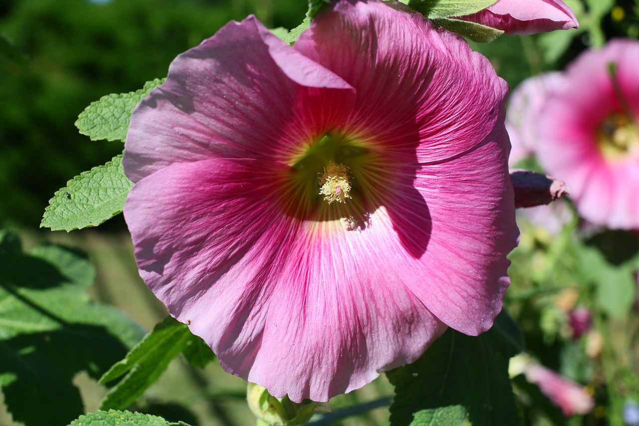 stock rose  blossom  bloom free photo