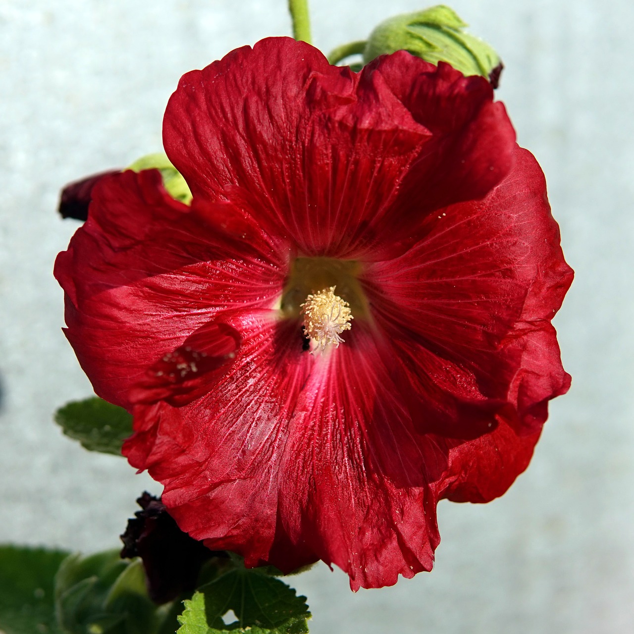 stock rose  red  blossom free photo