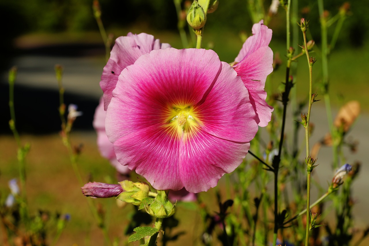 stock rose  blossom  bloom free photo