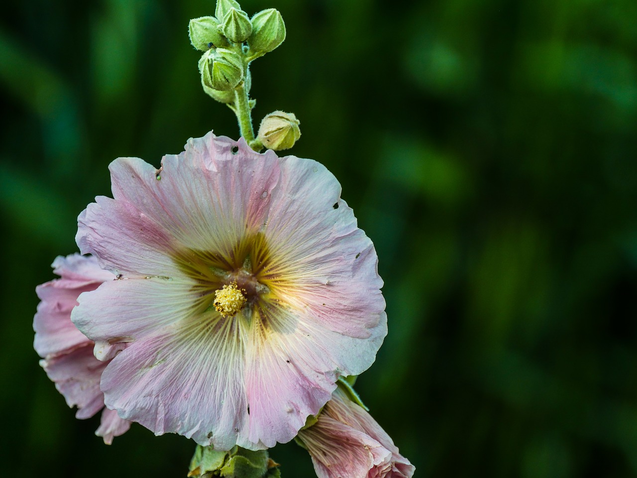 stock rose  hollyhock  flower free photo