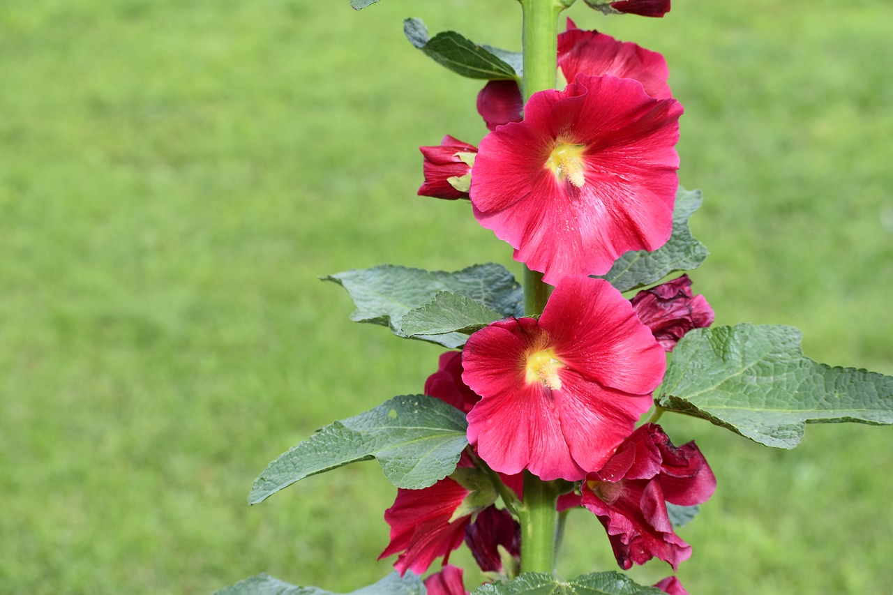 stock-rose  flower  bloom free photo