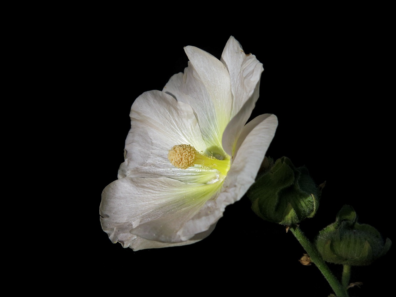 stock rose  mallow  flower free photo