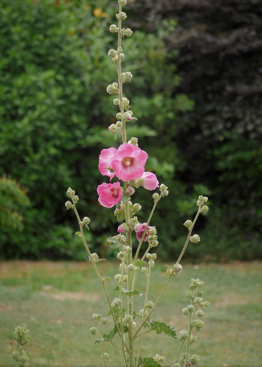 stock rose  garden  bud free photo